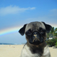 Illustration for article titled Spirit Animal Of The Week: Pelagia The Pug